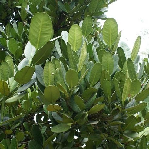 JTTOP" POHON GARCINIA CAMBOGIA - TANAMAN HIAS POHON GARCINIA / BIBIT POHON NANGKA TAIWAN