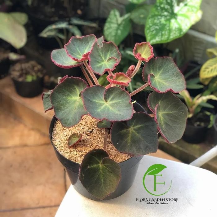 JTTOP" TANAMAN HIAS BEGONIA RED CARPET - BEGONIA RED CARPET