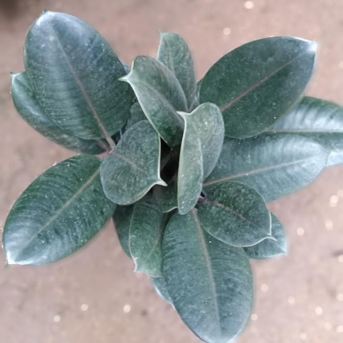 JTTOP" TANAMAN HIAS FICUS ELASTICA BURGUNDY - KARET KEBO BURGUNDY