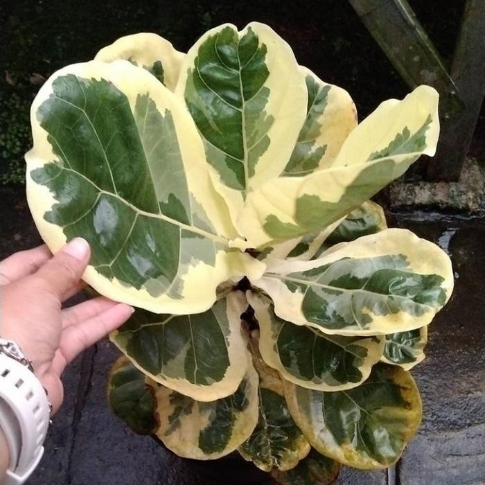 JTTOP" TANAMAN HIAS KETAPANG BIOLA VARIGATA - KETAPANG BIOLA VARIGATA