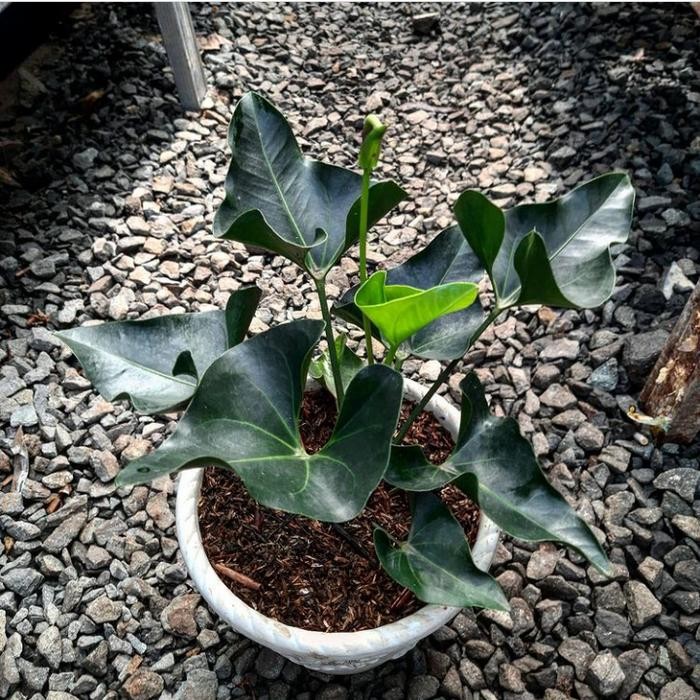 JTTOP" TANAMAN HIAS ANTHURIUM CORONG - ANTHURIUM CORONG HIAS