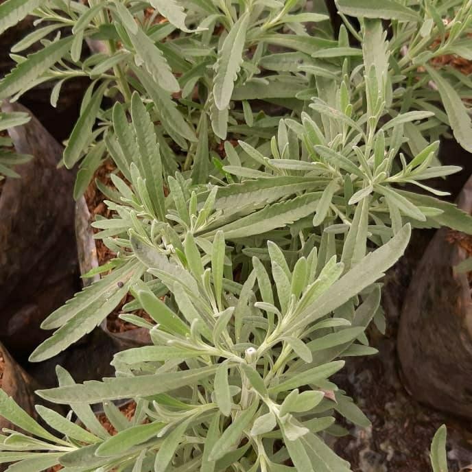 JTTOP" TANAMAN LAVENDER ASLI/ / LAVANDULA ANGUSTIFOLIA / ENGLISH LAVENDER