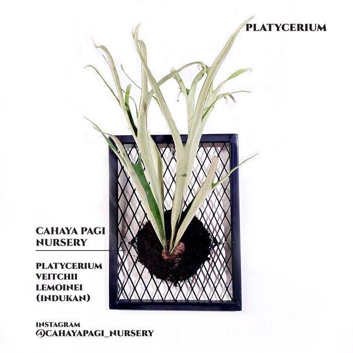 Platycerium Vietchii Lemoineii