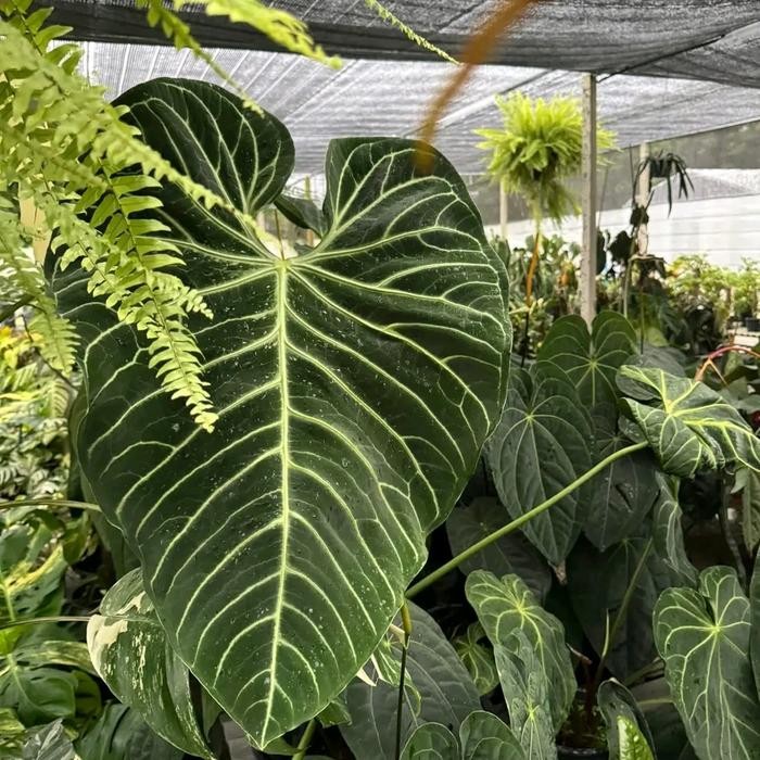 Anthurium regale Ecuador (imported)