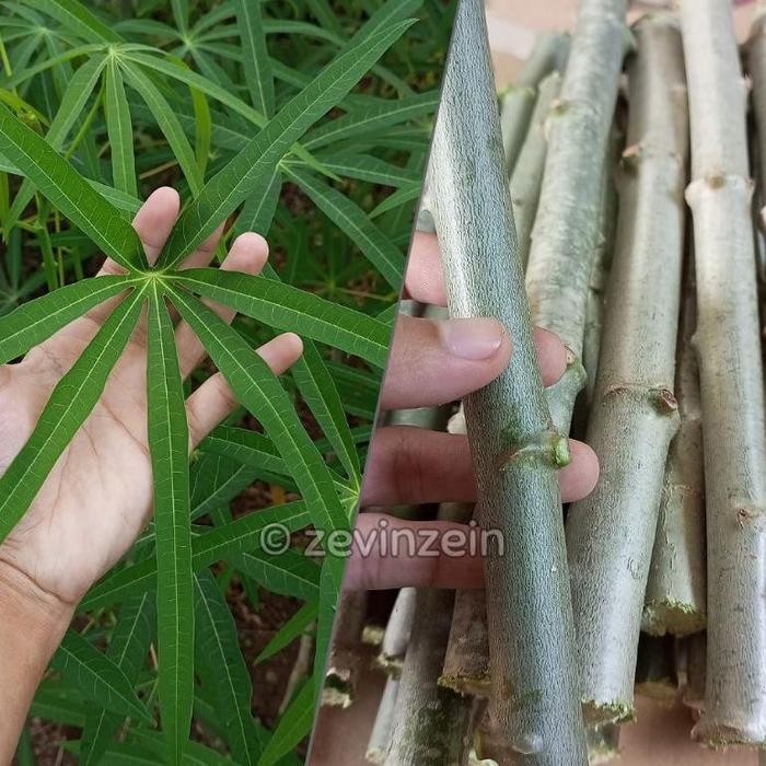 Bibit Stek Singkong Sayur Daun Sempit / Singkong Arab