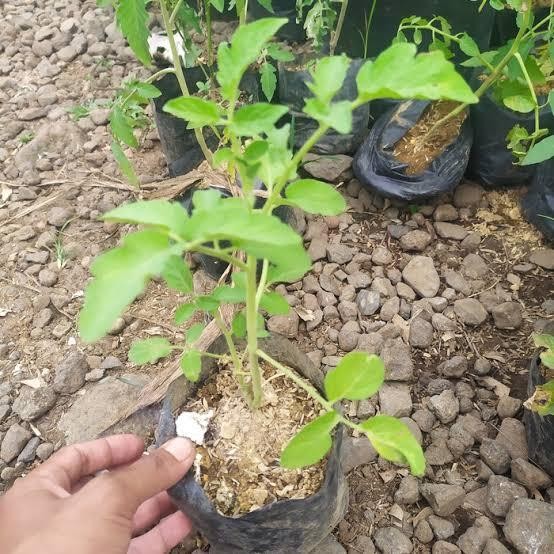 Bibit Tomat Unggul Cepat Berbuah Bibit Tomat Sayur Atau Tomat Buah