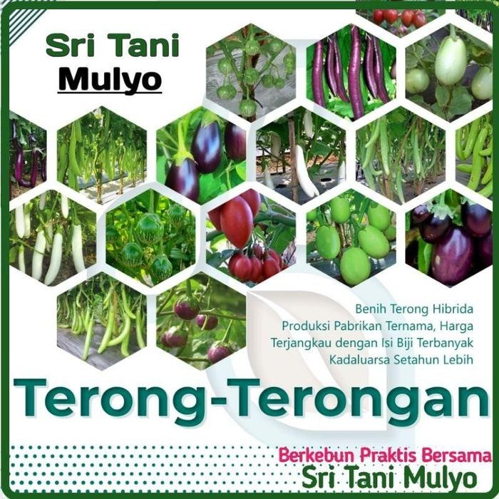 STM Bibit Sayuran Terong Hibrida Benih Tanaman Sayur Unggul Terong Lalap Ungu Hijau Panjang Bulat