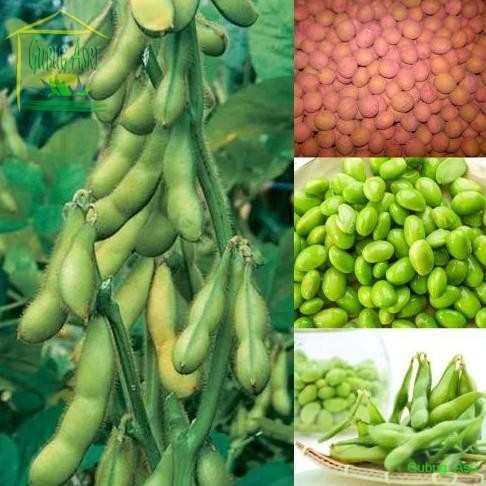 Bibit Benih Biji Edamame Jepang - Benih Tanaman Sayur Edamame - Bibit