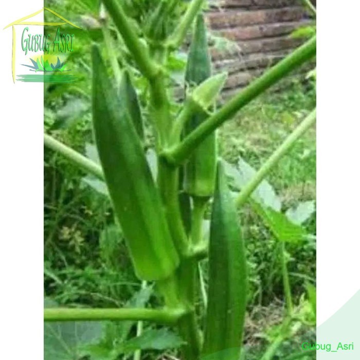 Bibit Benih Biji Sayur Okra Hijau - Biji Tanaman Pohon Sayur Okra
