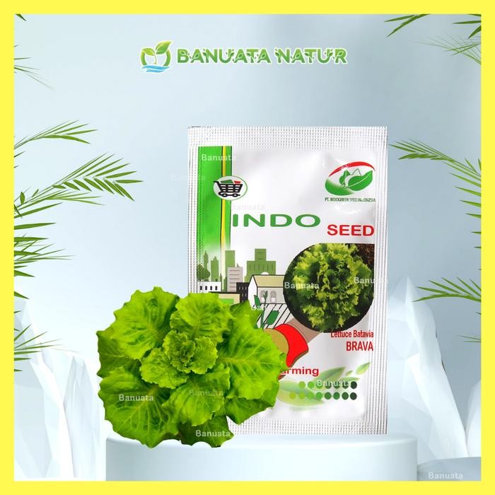 

Terlaris Benih Bibit Selada Batavia Lettuce Brava (Isi +- 1000 Biji) - Indoseed