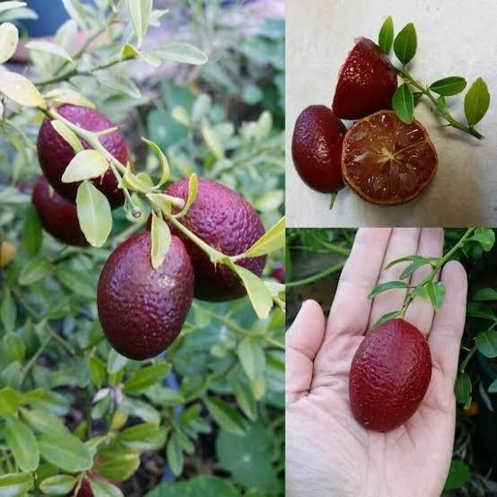 

Terlaris Tanaman Bibit Jeruk Australian Blood Lime