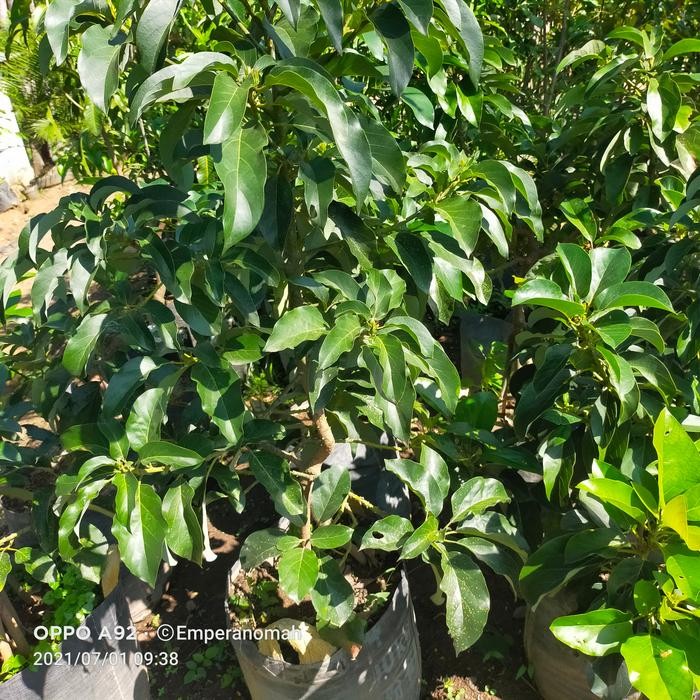 

Terlaris Bibit Buah Alpokat Mentega Siap Berbuah Ukuran Besar