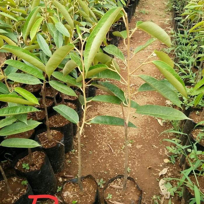 

Terlaris Bibit Durian Ri (Ratu Indonesia)