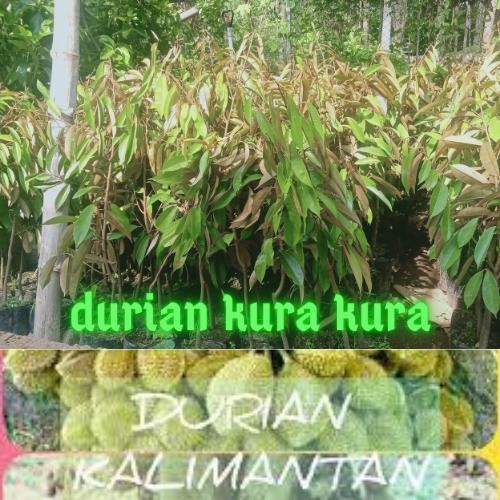 

Terlaris Bibit Durian Kura Kura Ukuran 1 Meter Up Vailid