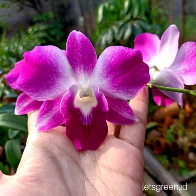 

Anggrek Dendrobium Dragon Ersakul - Tanaman Hias Hidup