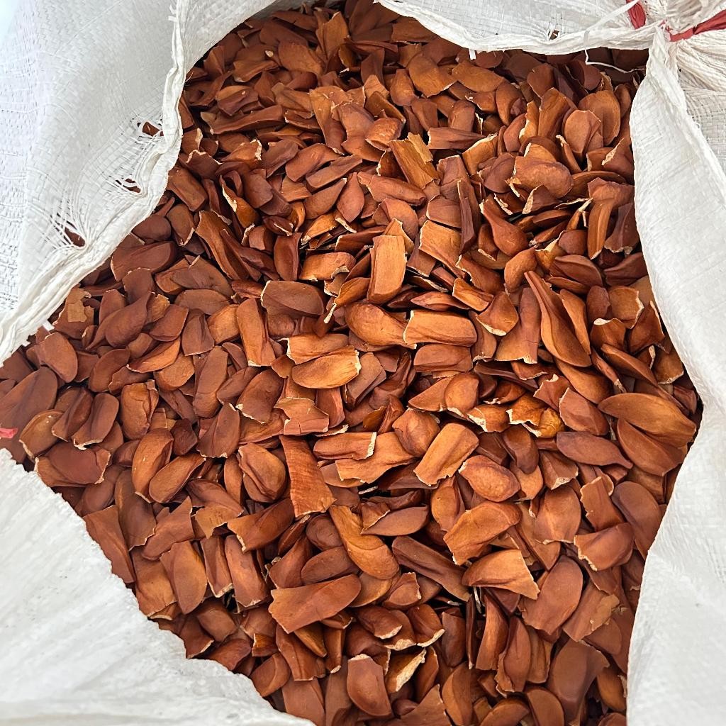 

BIJI BUAH MAHONI PREMIUM 100GR