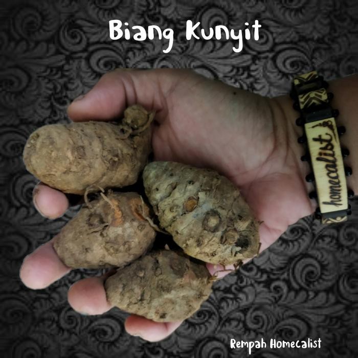 

Terlaris Biang Kunyit Segar Empu Kunyit
