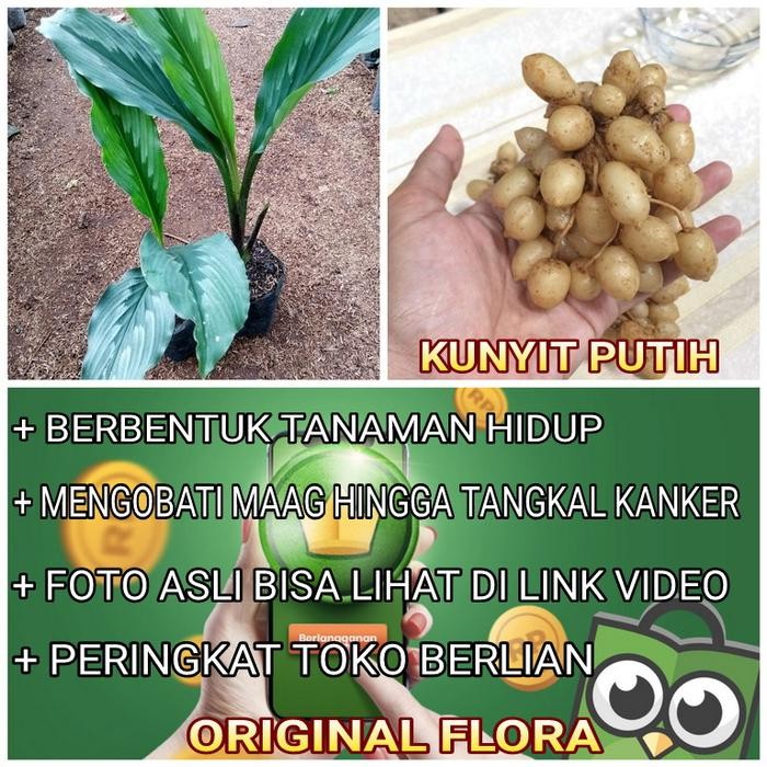 

Terlaris Bibit Kunyit Putih Tanaman Kunyit Putih Kunir Putih