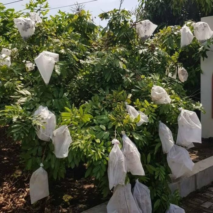 Fruit Cover pembungkus buah buahan non woven
