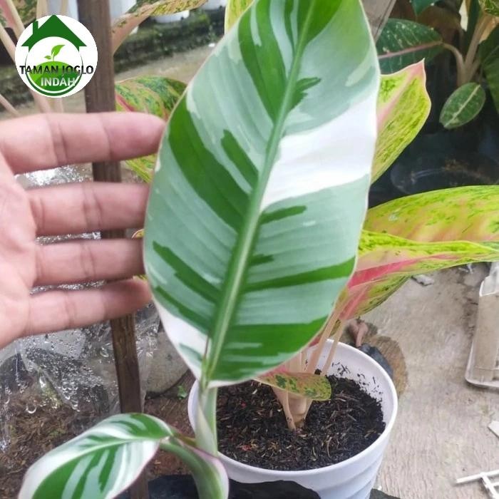 Nirwana Gardenss Tanaman Hias Pisang Veriegata Musae