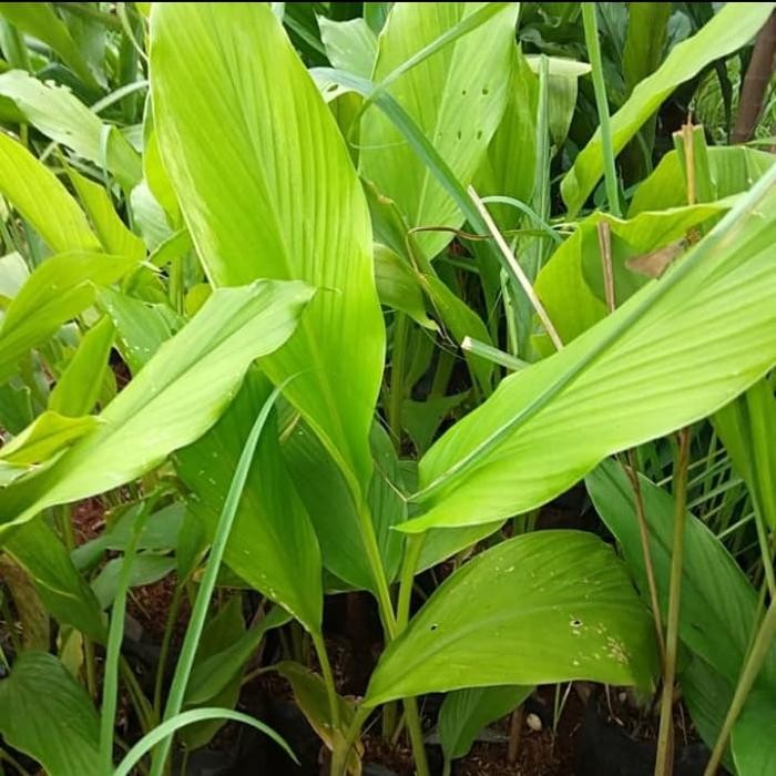 

Terlaris Pohon Kunyit