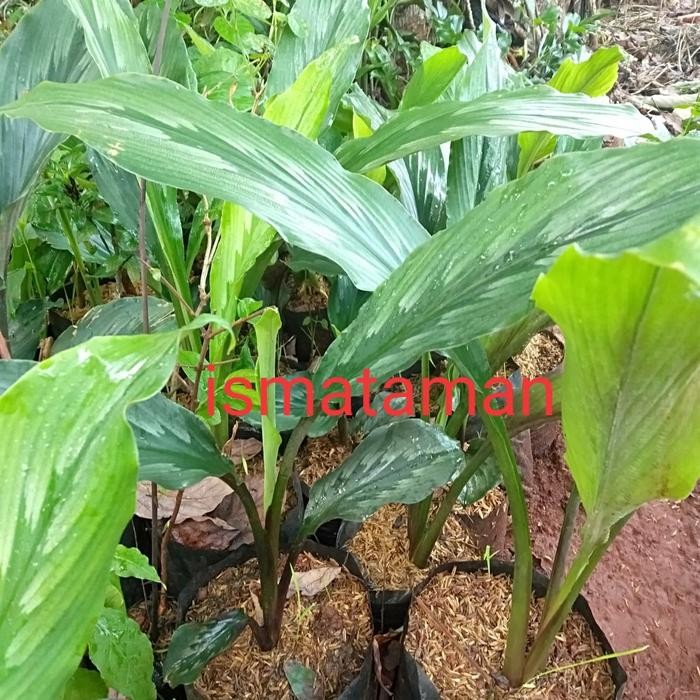 

Terlaris Pohon Kunyit Putih