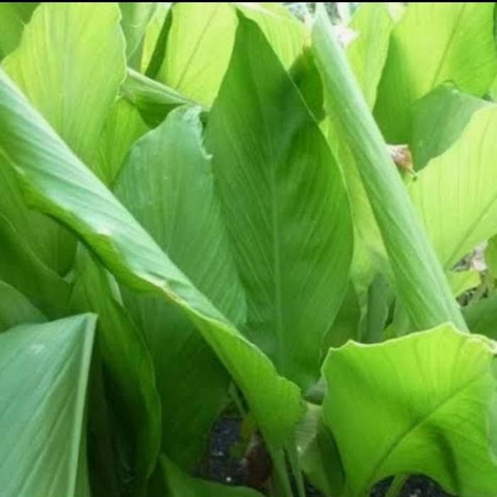 

Terlaris Daun Kunyit Segar Herbal