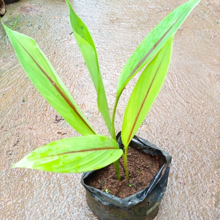 

Terlaris Bibit Tanaman Temu Putih / Kunyit Putih
