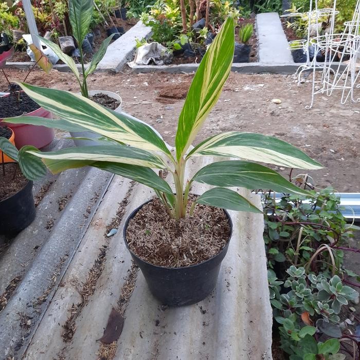 

Terlaris Tanaman Hias Kunyit Varigata