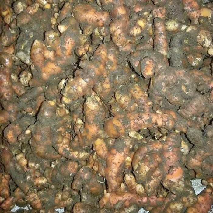

Terlaris Kunyit
