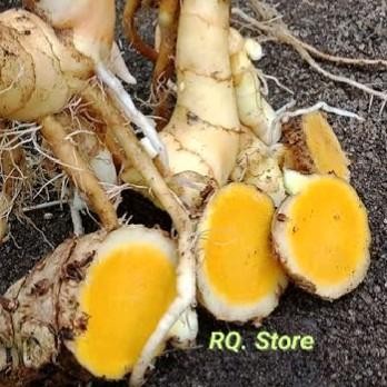 

Terlaris Temu Mangga Kunyit Mangga Segar Netto 500 Gram Bersih