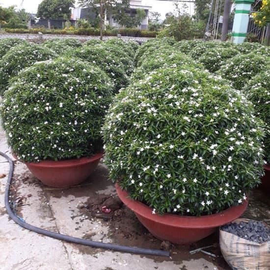 Tanaman Seribu bintang / serissa foetida
