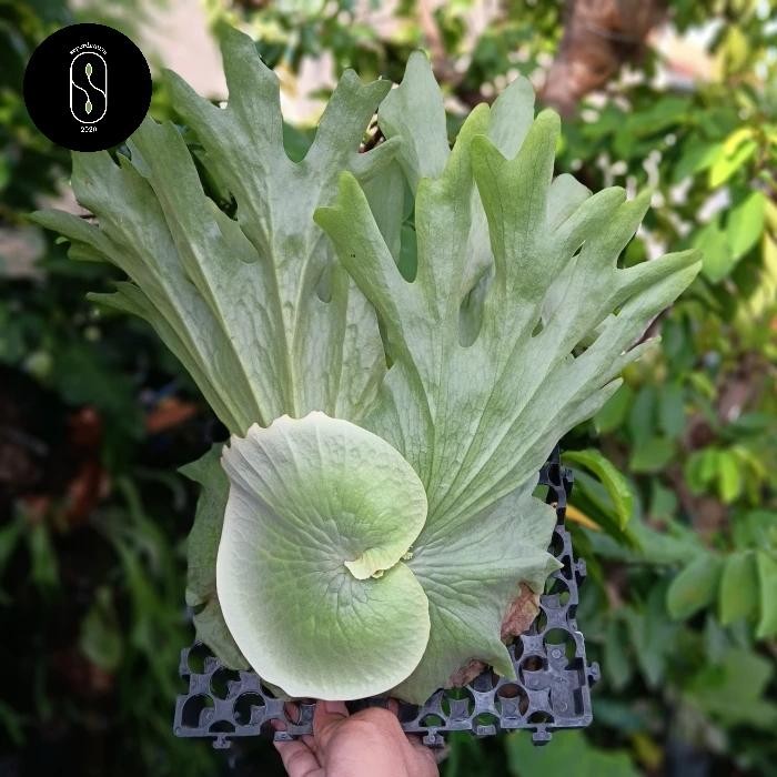 Platycerium wandae Sp Papua - besar