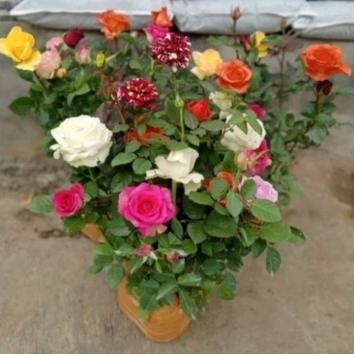 PAKET 5 POHON BUNGA MAWAR HIDUP SUDAH BERBUNGA + POT HITAM