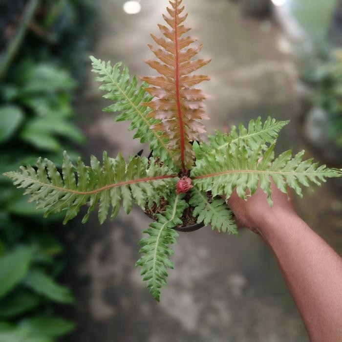 tanaman pakis blechnum/tanaman pakis/tanaman pakis hias