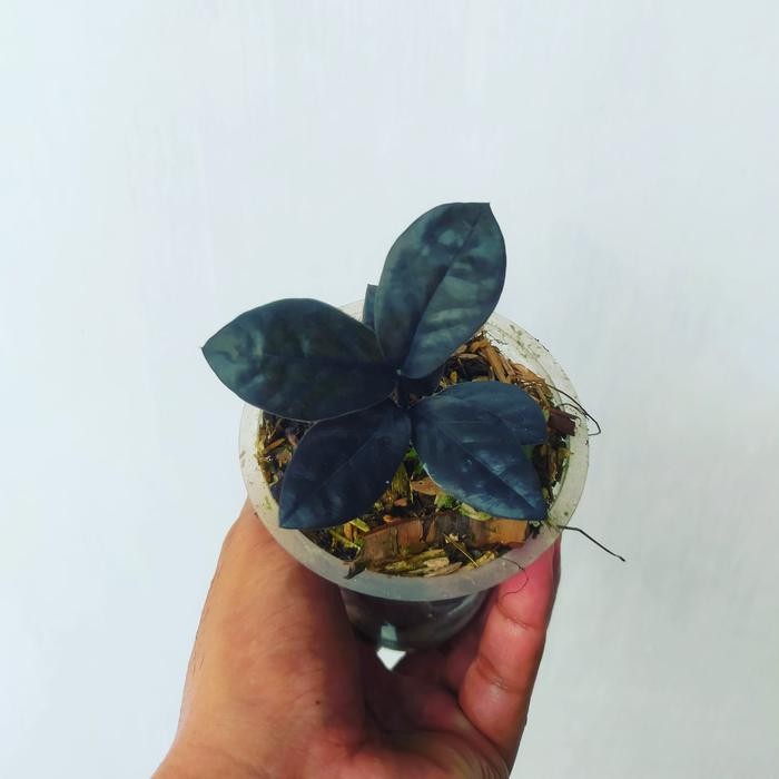 Zamia Culcas Black Raven