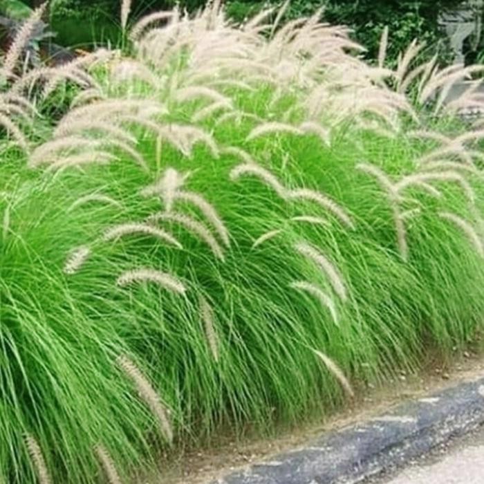 tanaman hias ekor kuda putih love grass - tanaman pagar ekor kuda