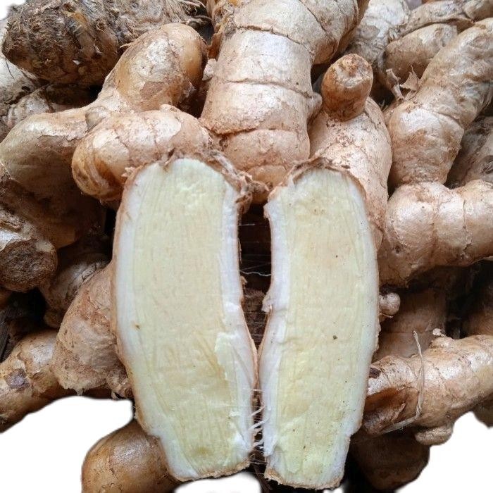 

Terlaris Kunyit Putih Segar 1Kg Untuk Herbal - Temu Putih Crucuma Zedoria -Pahit