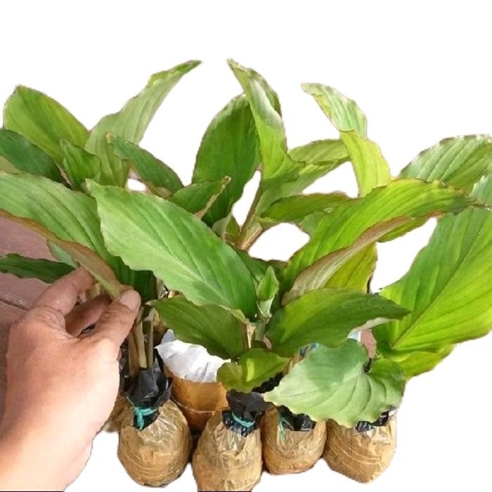 

Terlaris Tanaman Kunyit Asli / Pohon Kunyit Artificial Alami