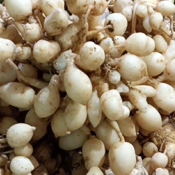 

Terlaris Kunyit Putih / Temu Pepet Seger 1Kg