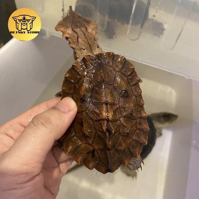 Kura Mata mata / mata mata turtle venezuela 9cm up