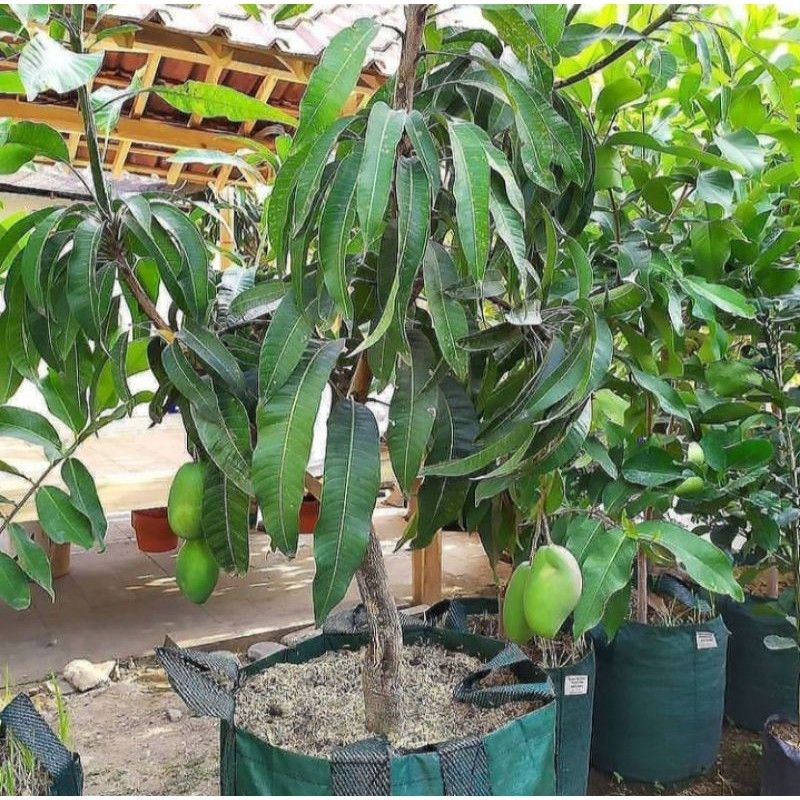 Bibit mangga madu super unggul [Bibit Berkualitas Unggul]