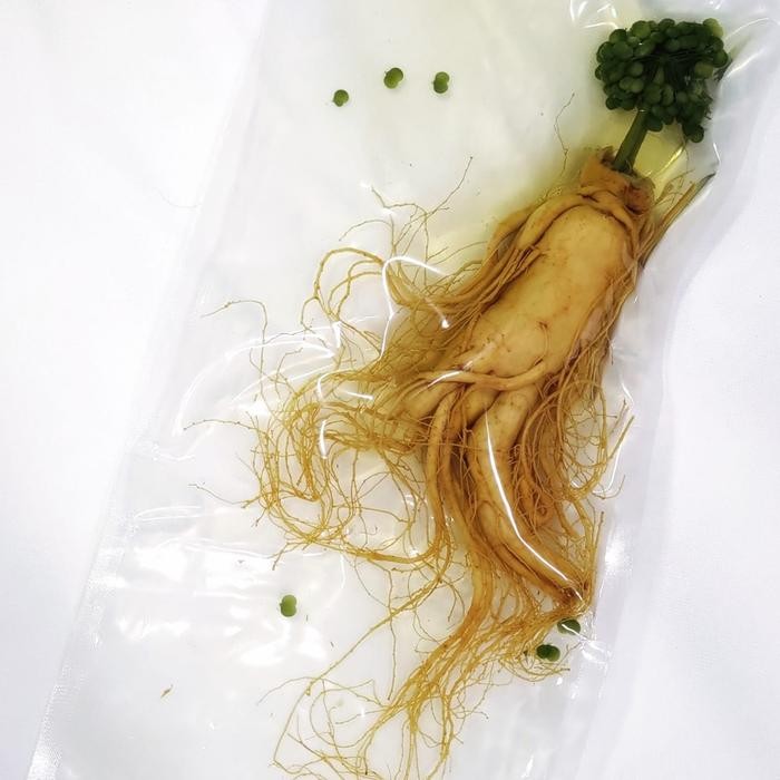 

Ginseng Segar Besar 400 gram / Fresh Ginseng Root Vacuum Pack PREMIUM