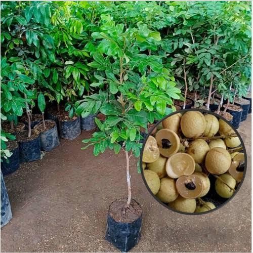

BIBIT TANAMAN BUAH KELENGKENG MATALADA UNGGUL CEPAT BERBUAH