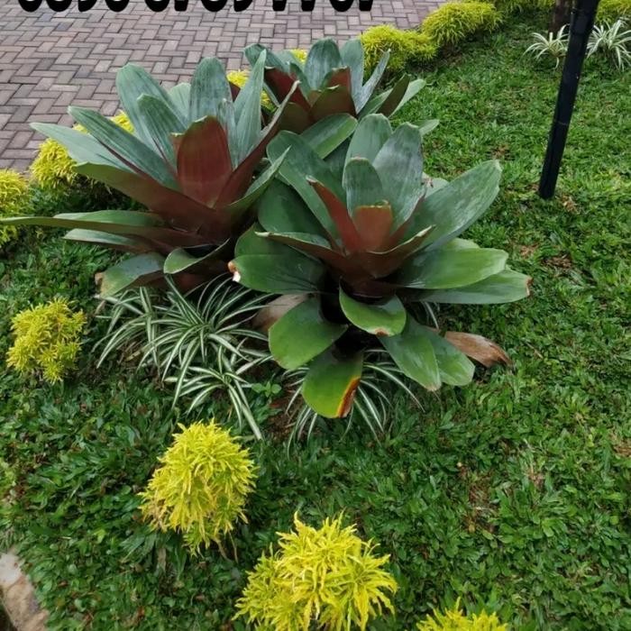 

pohon/tanaman bromelia giant untuk taman (besar bukan bibit)
