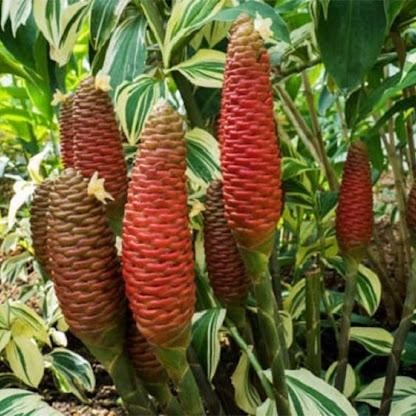 

bibit tanaman rimpang lempuyang gajah