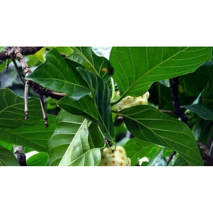 

Bibit Tanaman Mengkudu