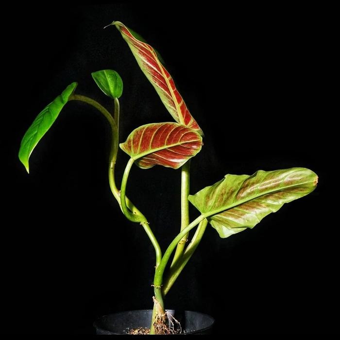 

tanaman hias bibit philodendron subhastatum