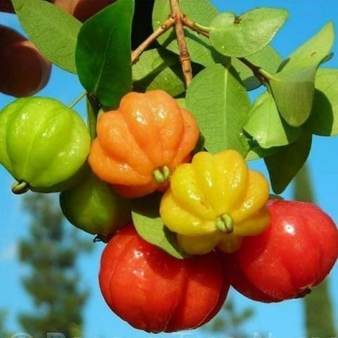 

Bibit Tanaman Buah Dewandaru, Pohon Dewandaru Obat Herbal