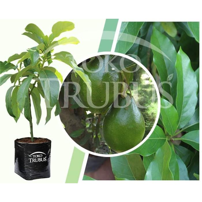 

Bibit Tanaman Buah Alpukat Miki
